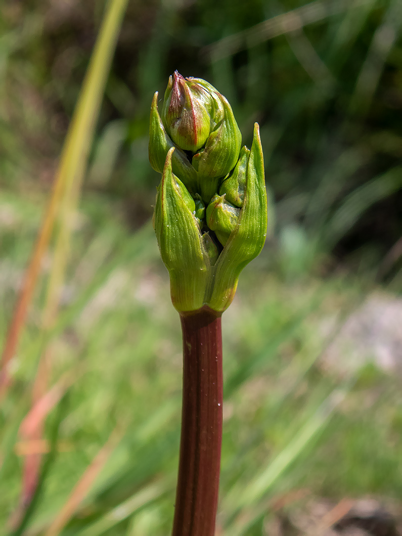 Image of Alisma plantago-aquatica specimen.