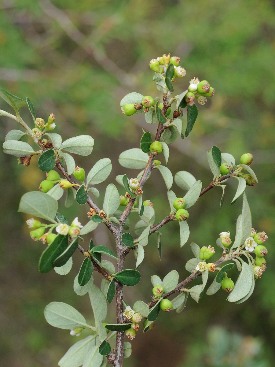 Image of Cotoneaster racemiflorus specimen.