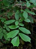 Ulmus glabra