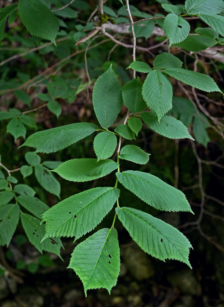 Изображение особи Ulmus glabra.