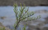 genus Tamarix. Верхушка ветви. Дагестан, Магарамкентский р-н, окр. с. Приморский, песчаный пляж, берег ручья. 05.05.2022.