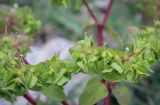 Euphorbia peplus. Соцветие. Абхазия, Гагрский р-н, с. Лдзаа, пустырь. 11.04.2024.