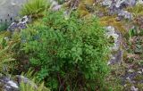 Spiraea beauverdiana. Плодоносящее растение в сообществе с Woodsia polystichoides. Сахалин, гор. округ Долинский, долина р. Красноярка, Быковские пороги, поросший мхами участок скалы. 13.08.2023.