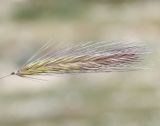 Hordeum leporinum