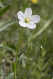 Cerastium bungeanum. Верхушка цветущего растения. Киргизский хр., природный парк \"Ала-Арча\", дол. р. Ала-Арча, ок. 1500 м н.у.м., рудеральная растительность у шоссе. 03.05.2024.