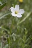 Cerastium bungeanum