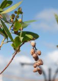 Conocarpus erectus