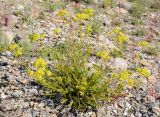 Patrinia intermedia