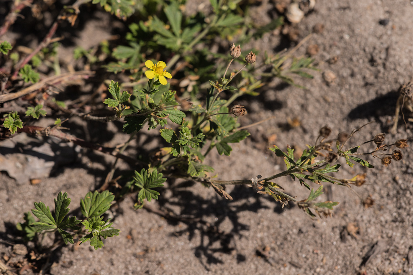 Image of genus Potentilla specimen.