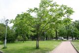 Juglans mandshurica. Взрослые деревья в уличном озеленении. Псковская обл., г. Псков, Летний сад. 05.06.2006.