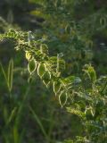 Cicer arietinum