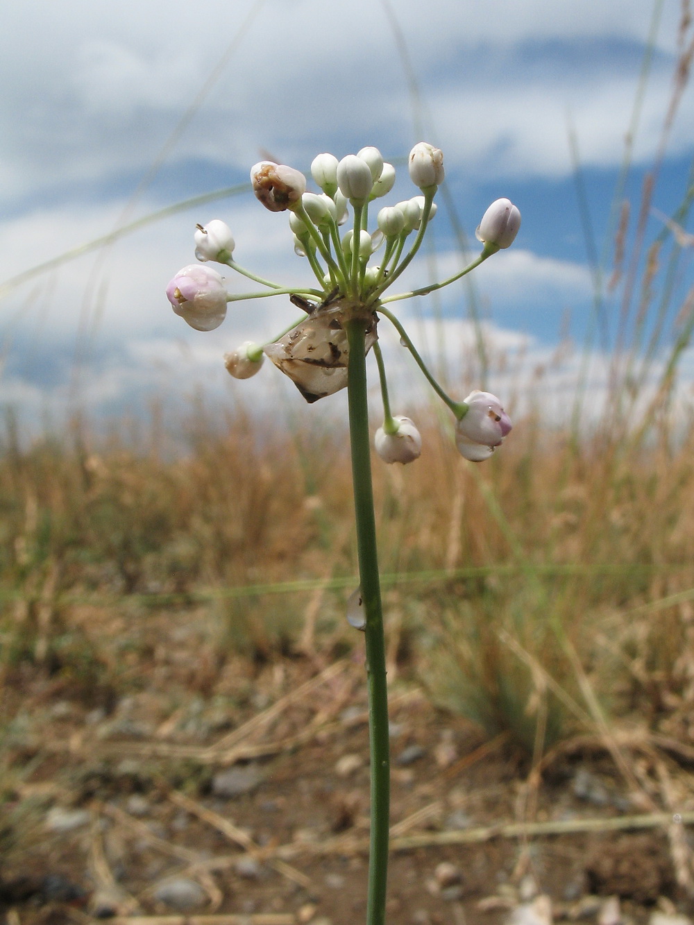 Image of genus Allium specimen.