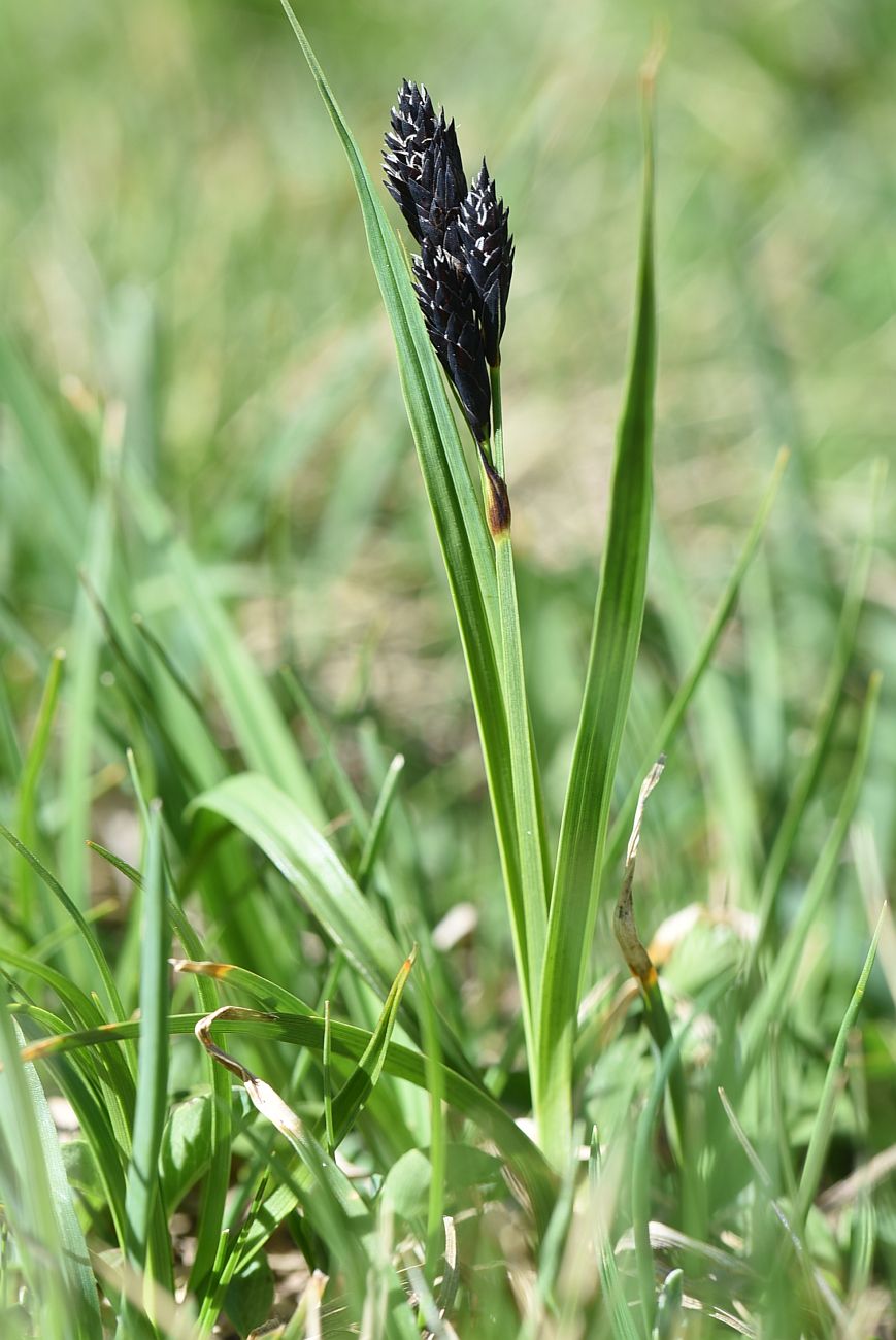 Image of Carex medwedewii specimen.