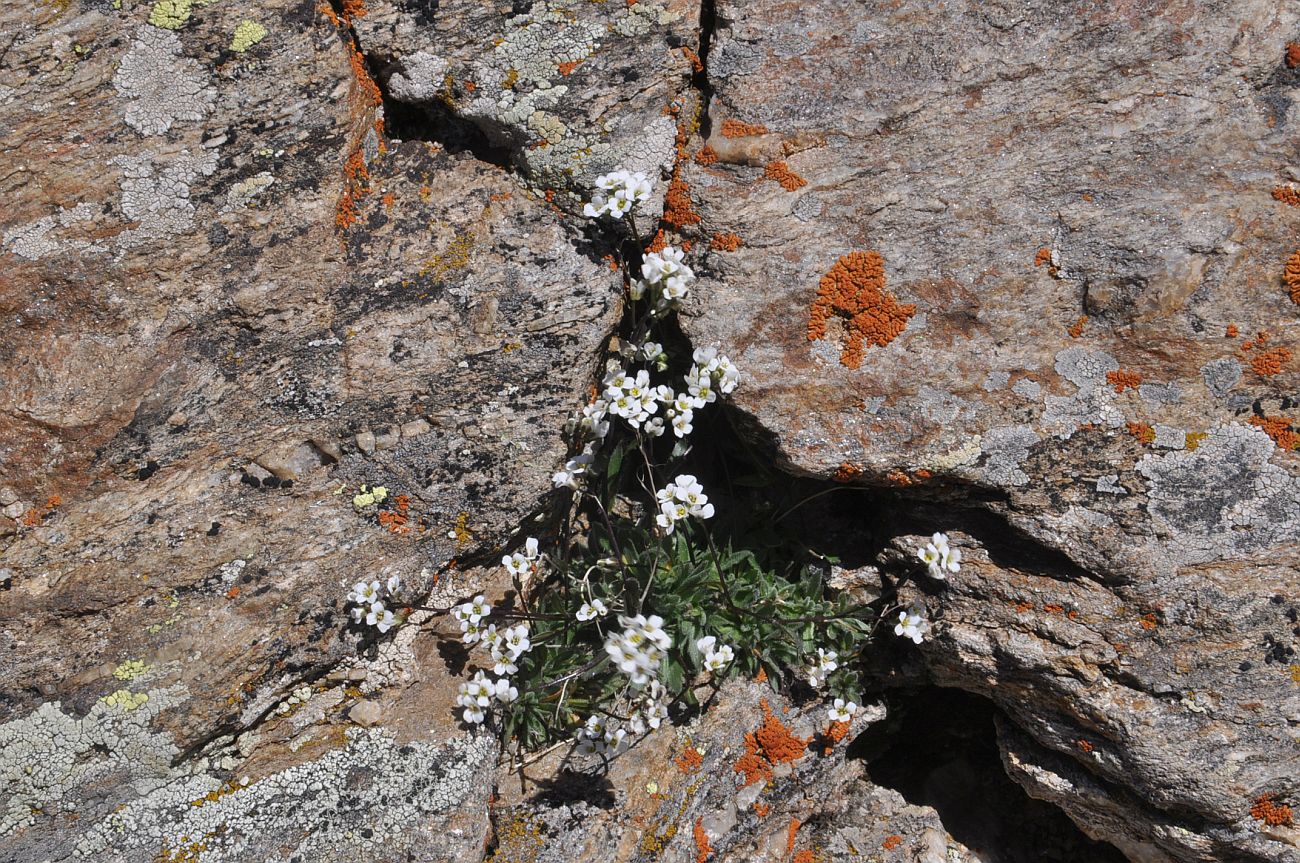 Image of familia Brassicaceae specimen.