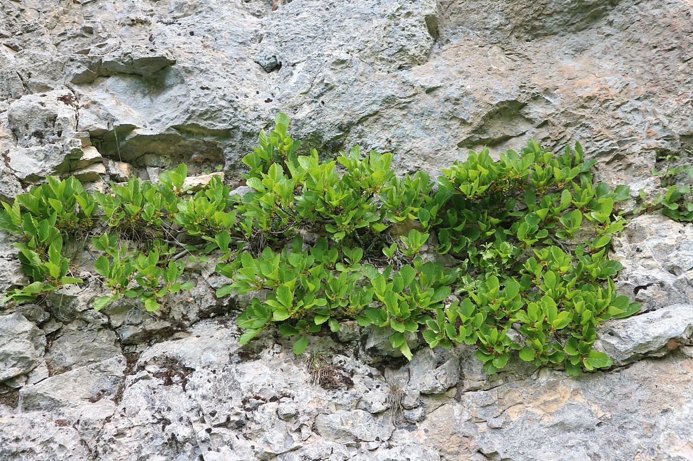 Image of Rhamnus microcarpa specimen.