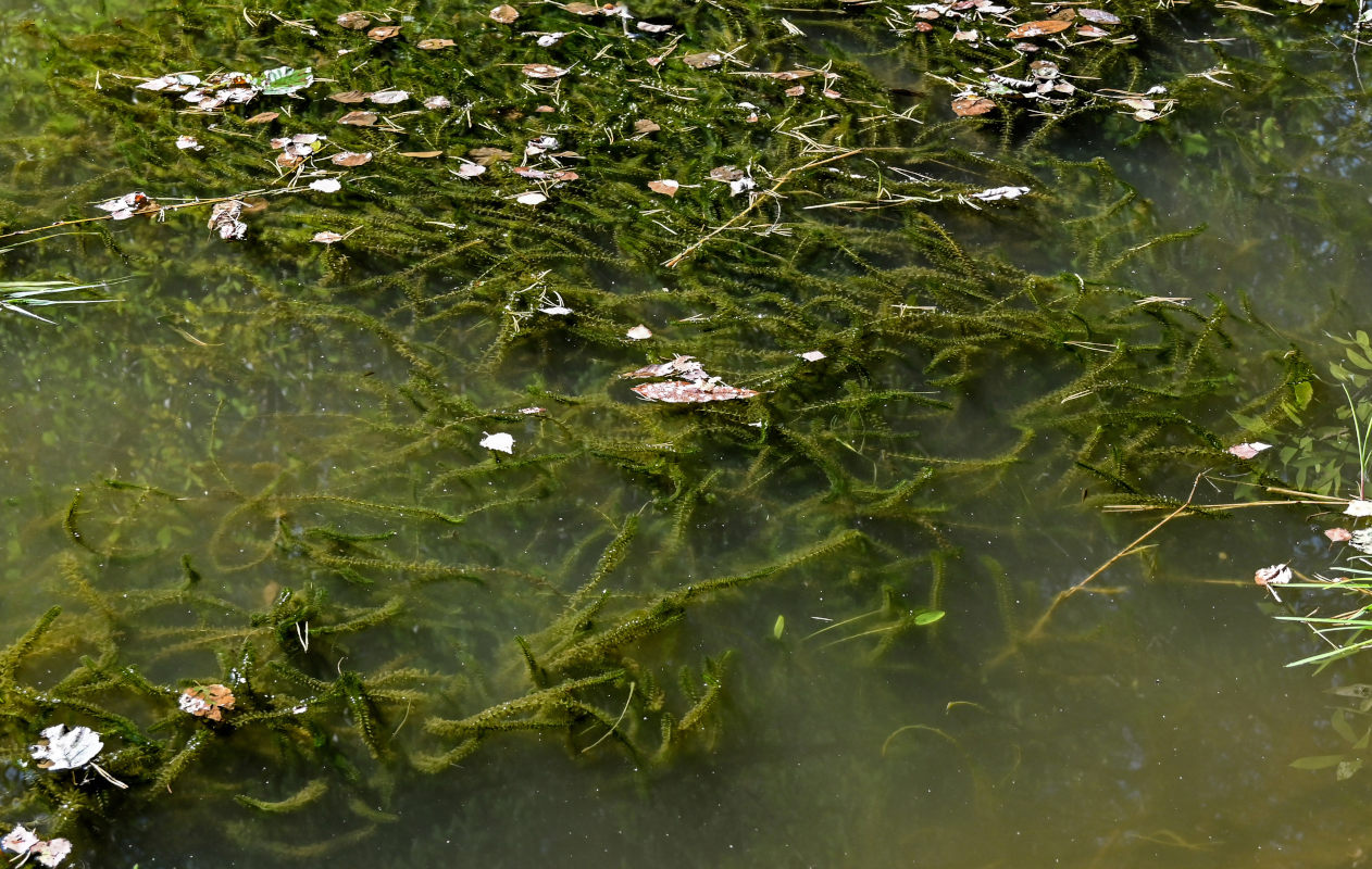 Изображение особи Elodea canadensis.