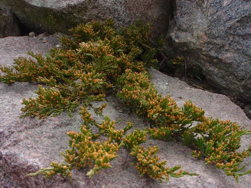 Изображение особи Juniperus horizontalis.