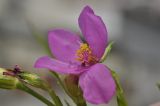 Talinum paniculatum