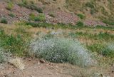 Acanthophyllum gypsophiloides