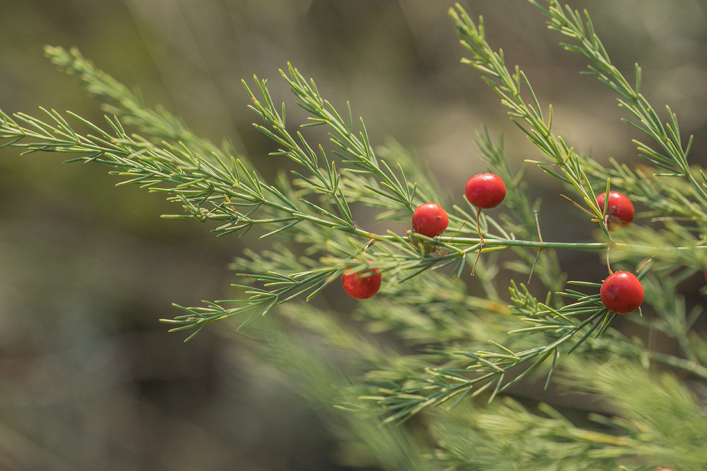 Изображение особи Asparagus officinalis.