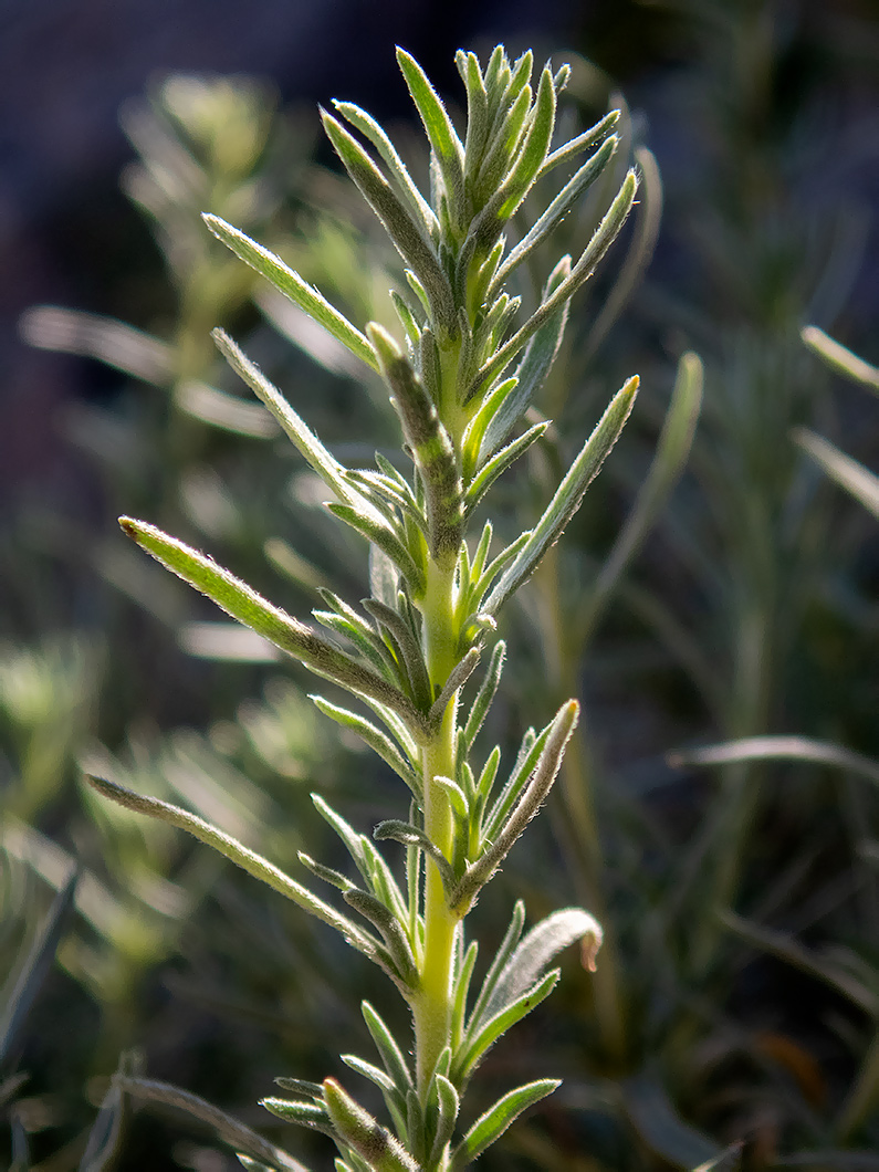 Image of Bassia prostrata specimen.