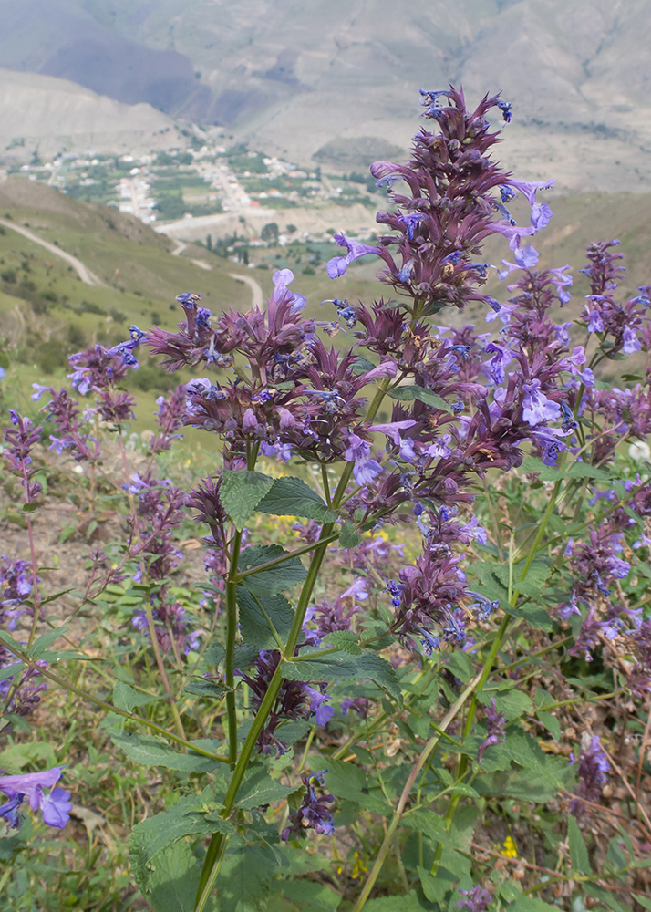 Изображение особи Nepeta grandiflora.