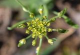Draba huetii. Соцветие и завязавшиеся плоды (вид сверху). Узбекистан, Ташкентская обл., Угамский хр. окр. кишлака Хумсан, глинистая почва. 11.04.2015.