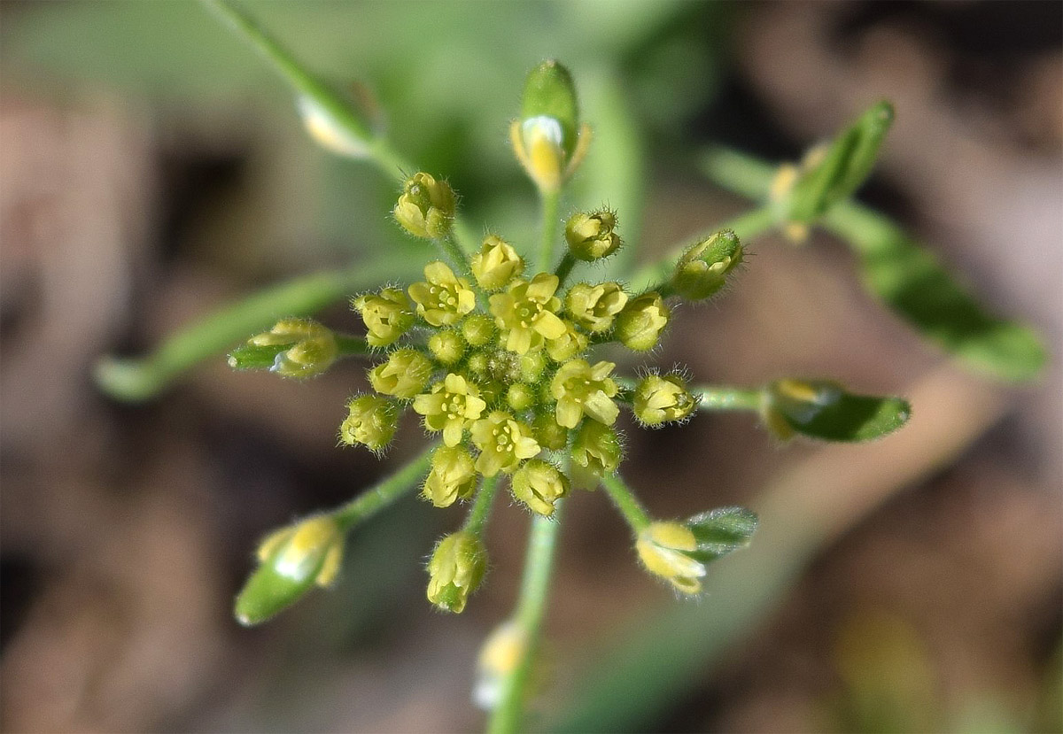 Image of Draba huetii specimen.