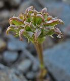 Valerianella echinata. Плоды. Южный берег Крыма, окр. пгт Гурзуф, ур. Мертвая долина. 15.05.2007.