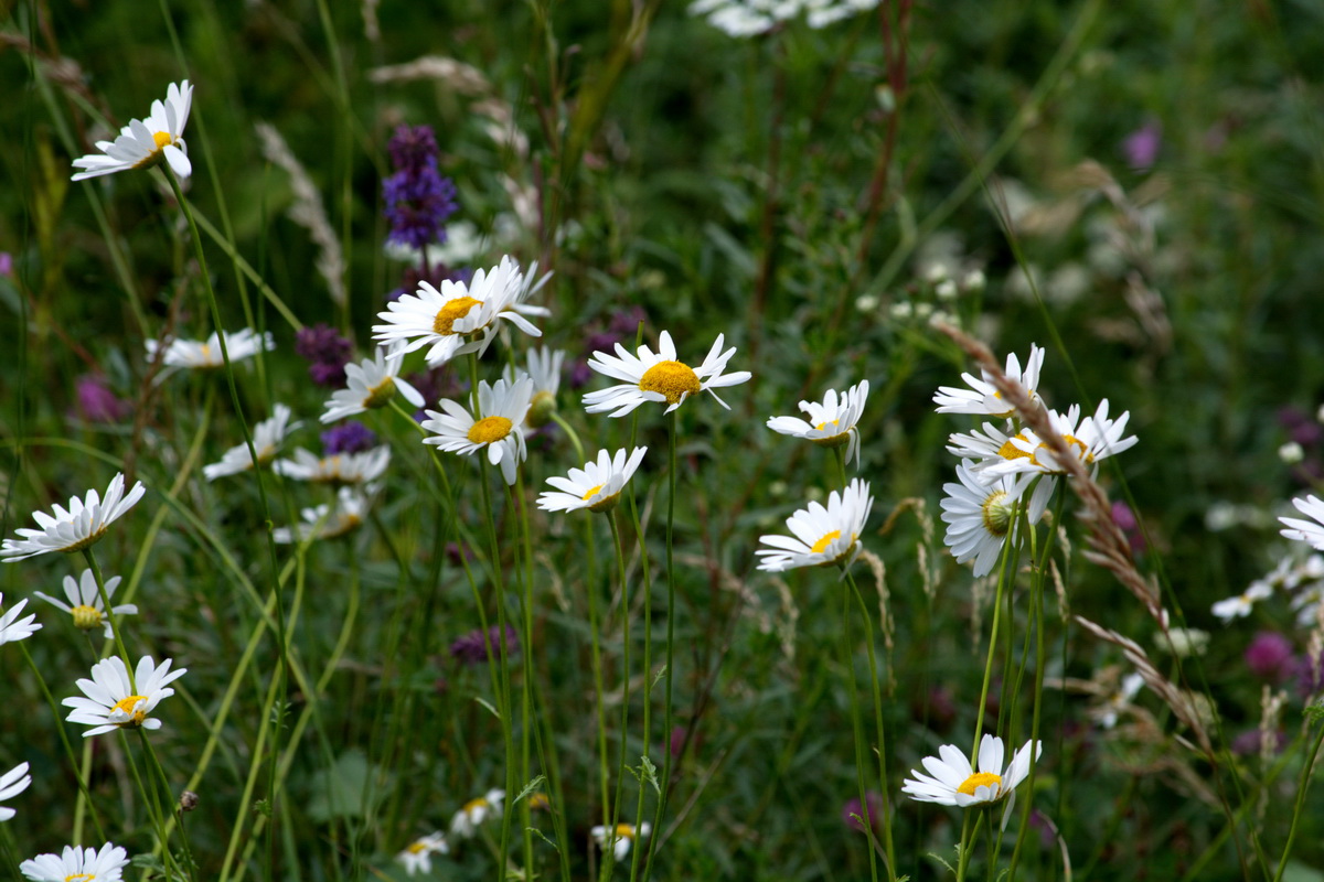 Image of familia Asteraceae specimen.