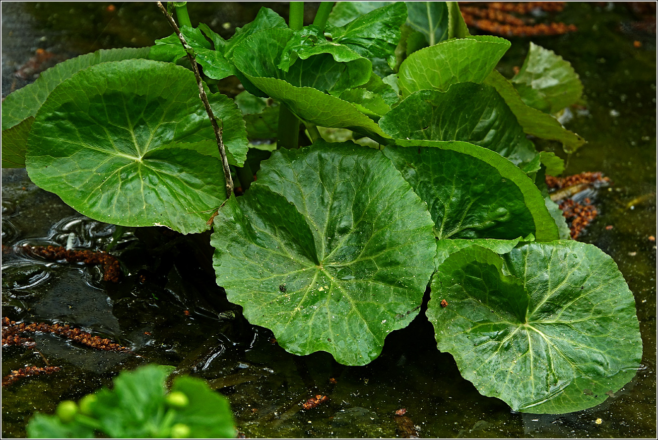 Image of Caltha palustris specimen.