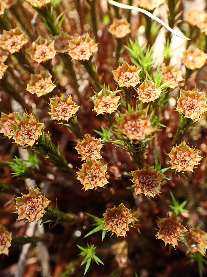 Image of genus Polytrichum specimen.