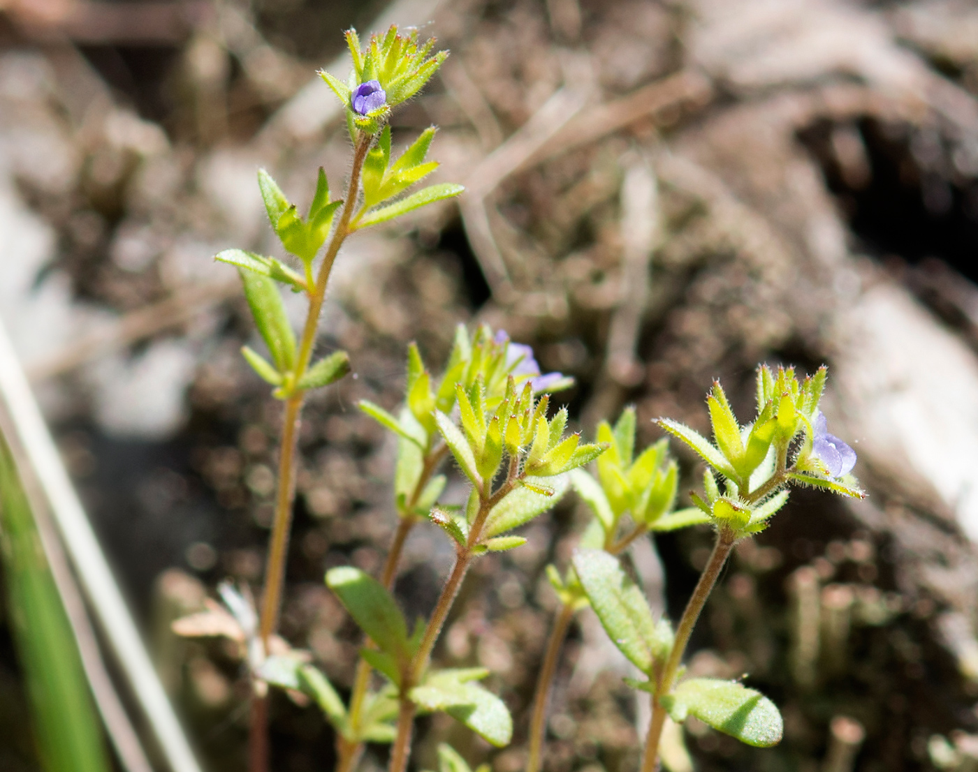 Image of Veronica verna specimen.