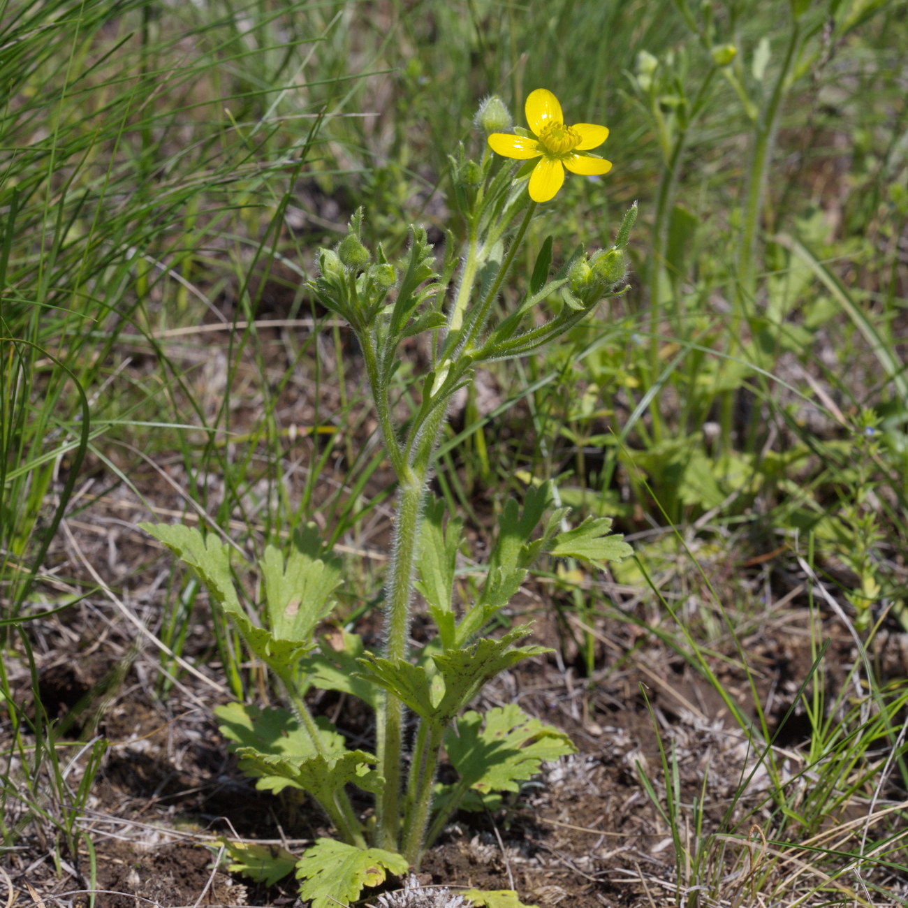 Image of genus Ranunculus specimen.