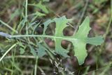 Scariola viminea