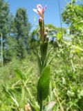 Epilobium parviflorum. Верхушка растения с цветком и бутонами. Казахстан, Западный Тянь-Шань, Киргизский хр., ущ. Кара-Арча, ≈ 1000 м н.у.м., тугайная зона, влажный участок. 27 июня 2025 г.