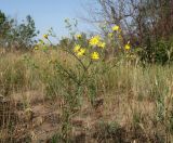 Senecio borysthenicus