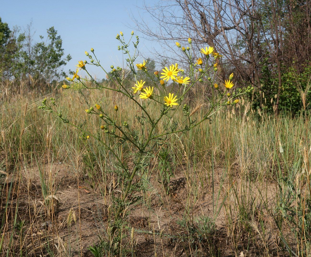Image of Senecio borysthenicus specimen.