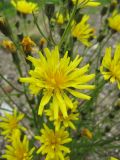 Crepis tectorum