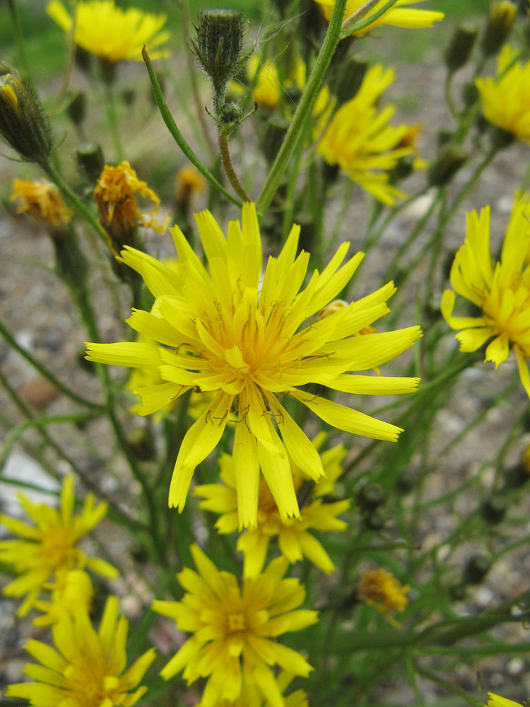 Image of Crepis tectorum specimen.