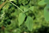 Melilotus albus