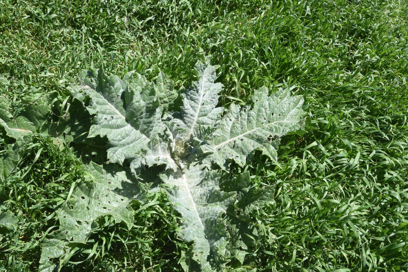 Image of familia Asteraceae specimen.