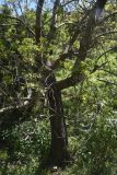 род Fraxinus