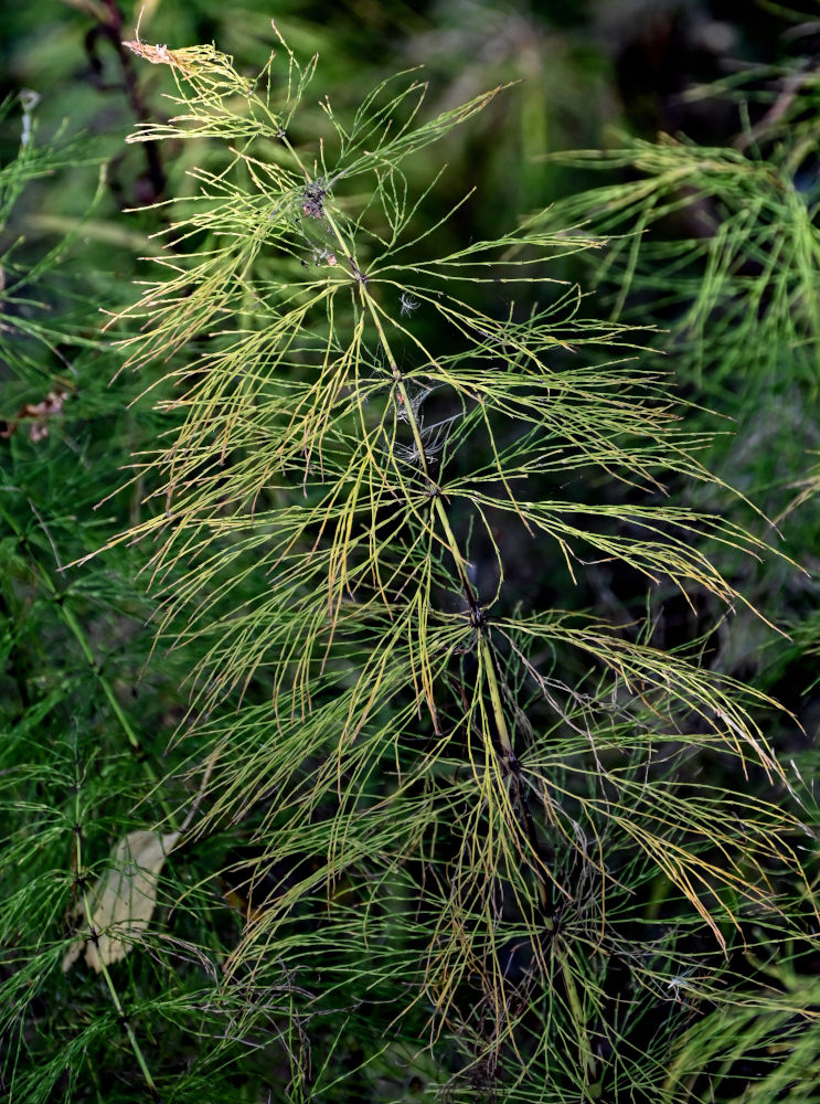 Изображение особи Equisetum sylvaticum.