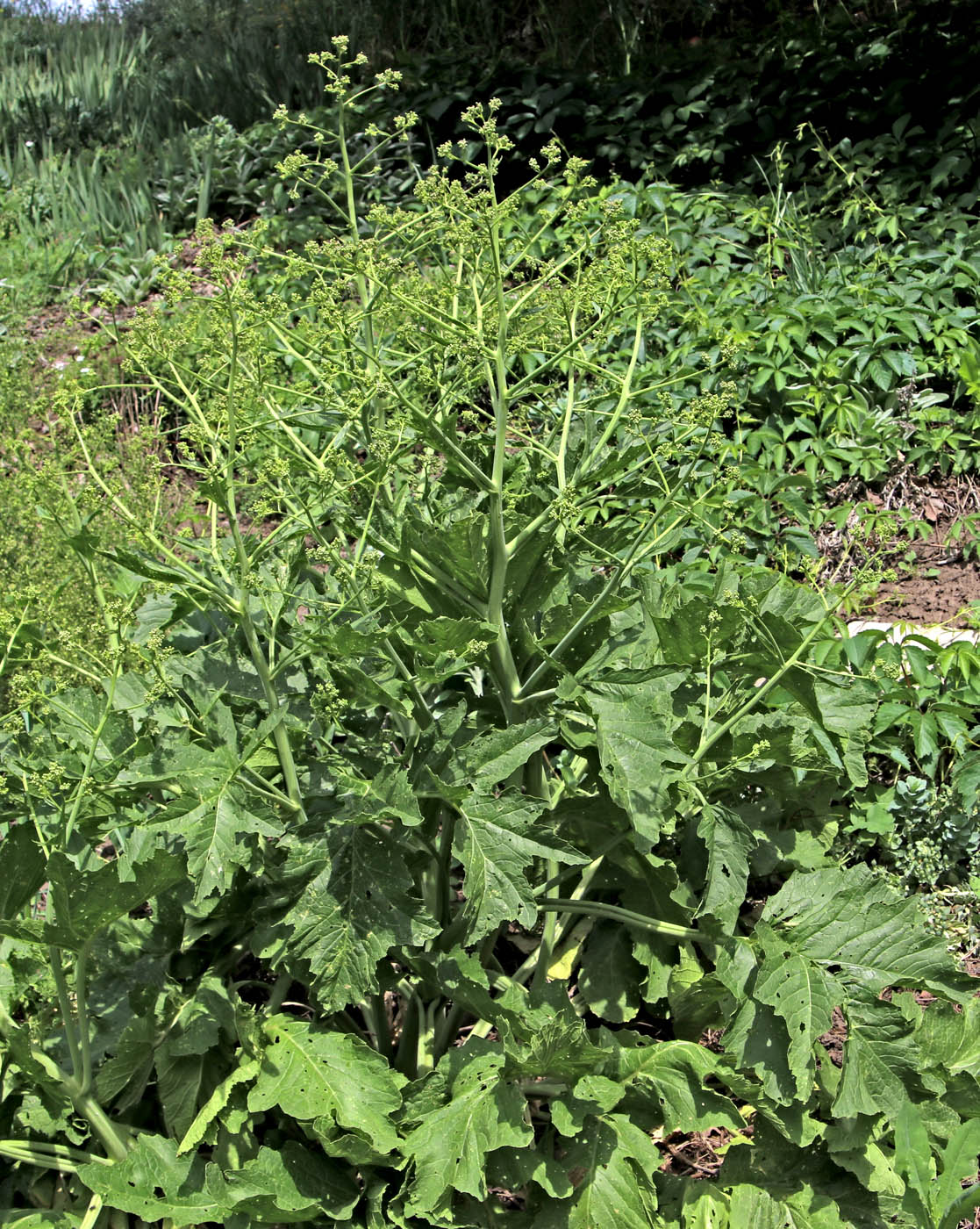 Изображение особи Crambe cordifolia.