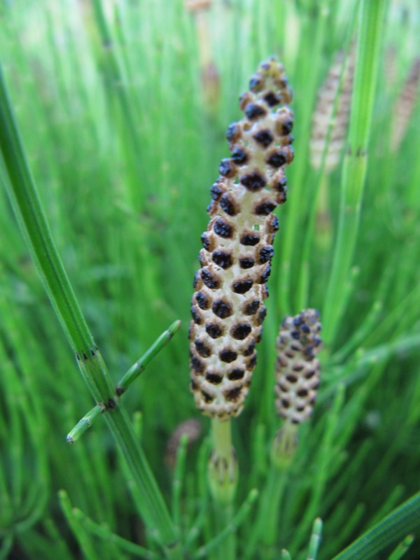 Image of Equisetum palustre specimen.