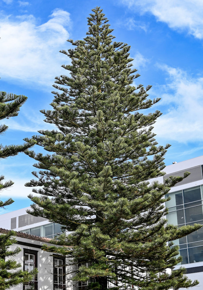 Изображение особи Araucaria heterophylla.