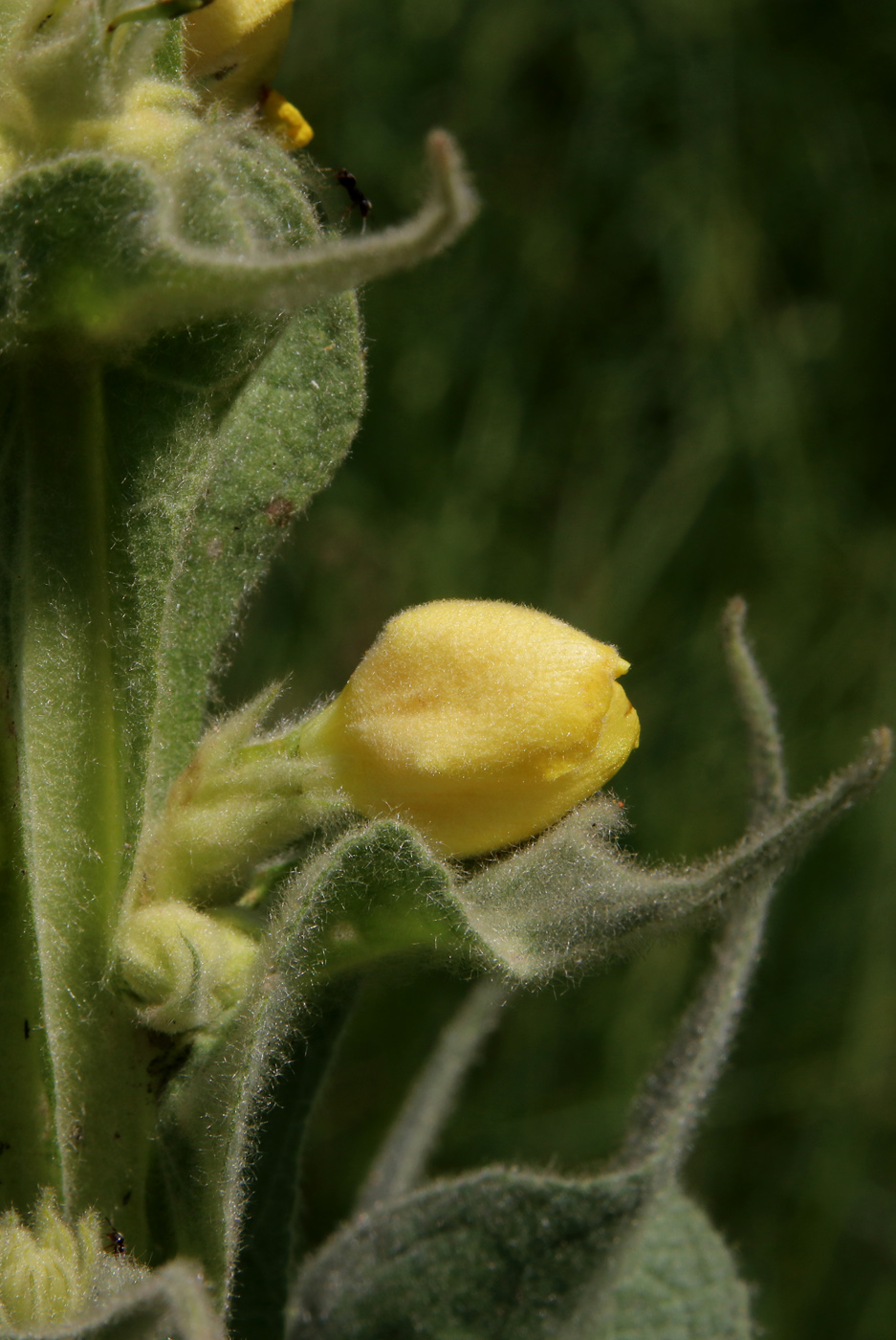 Image of Verbascum thapsus specimen.