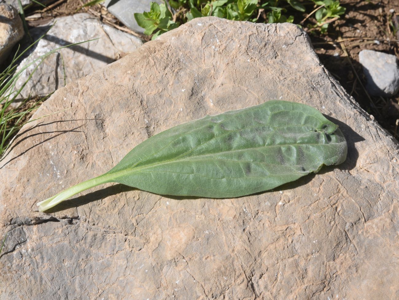 Image of genus Plantago specimen.