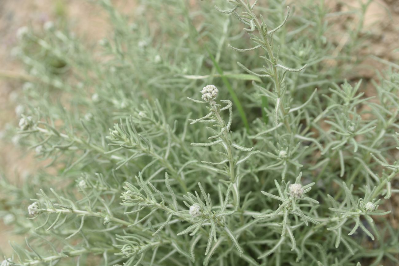 Image of genus Achillea specimen.